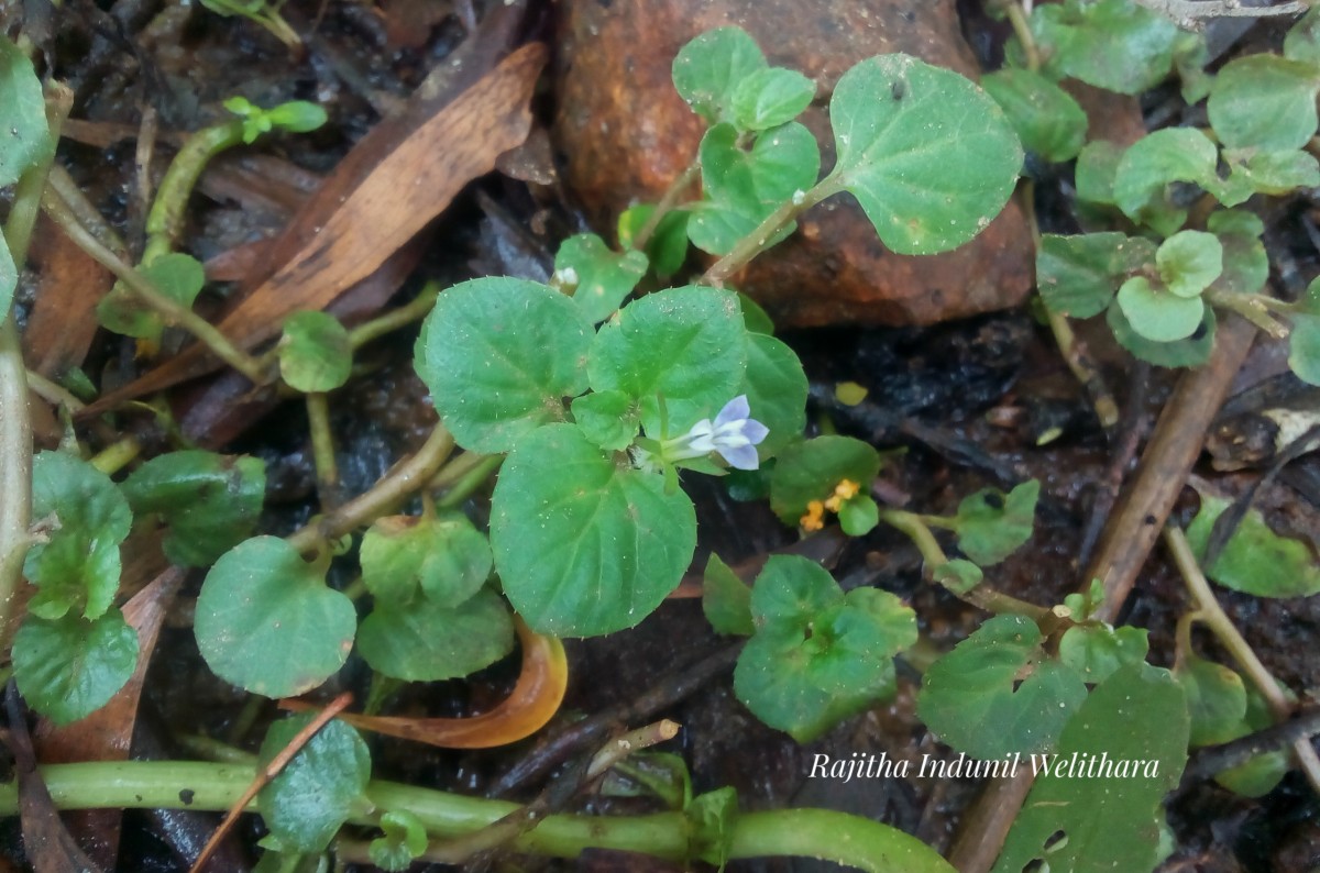 Lobelia zeylanica L.